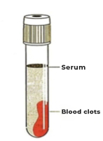 Isolate Serum