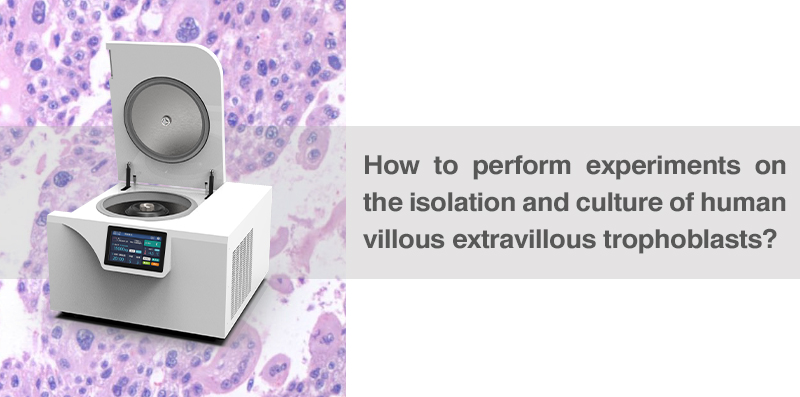 extravillous trophoblasts 