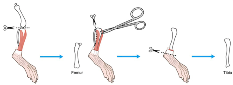 Mouse leg bone